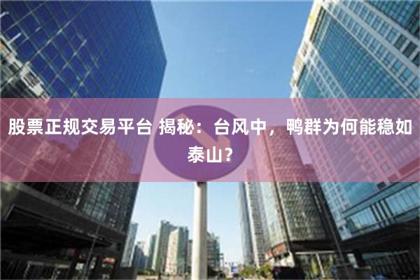 股票正规交易平台 揭秘：台风中，鸭群为何能稳如泰山？