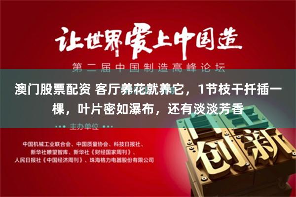 澳门股票配资 客厅养花就养它，1节枝干扦插一棵，叶片密如瀑布，还有淡淡芳香